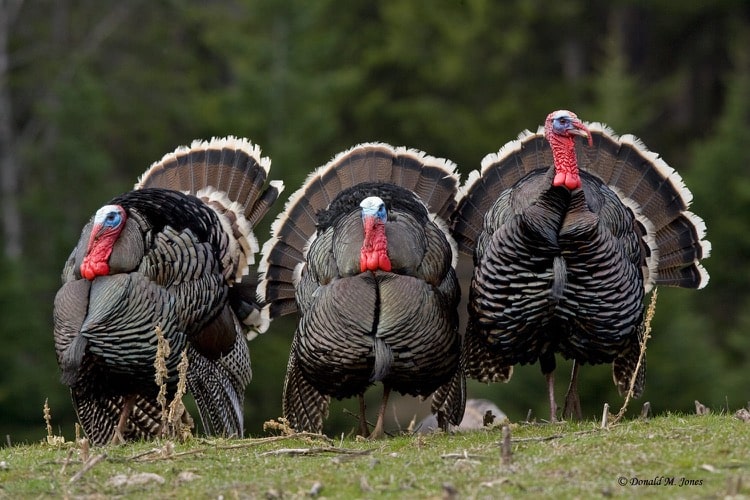 DEC Seeks Participants for Summer Turkey Survey