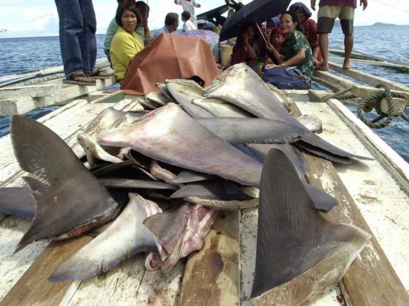 DEC: First Successful Shark Fin Case Results in Guilt Felony Plea