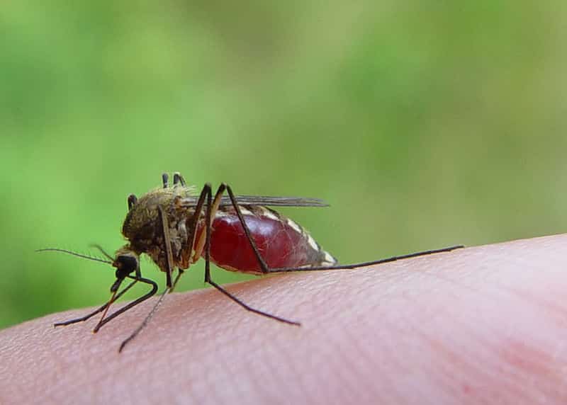 Westchester County Health Department to Combat Mosquito Growth and Disease