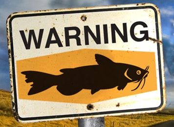 Catfish_featurePhoto2.jpg