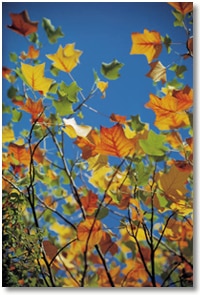 Fall Leaf Collection Begins 2015