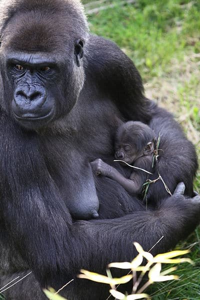 In Celebration of International Wildlife Day, DEC Reminds New Yorkers to “Return a Gift to Wildlife”