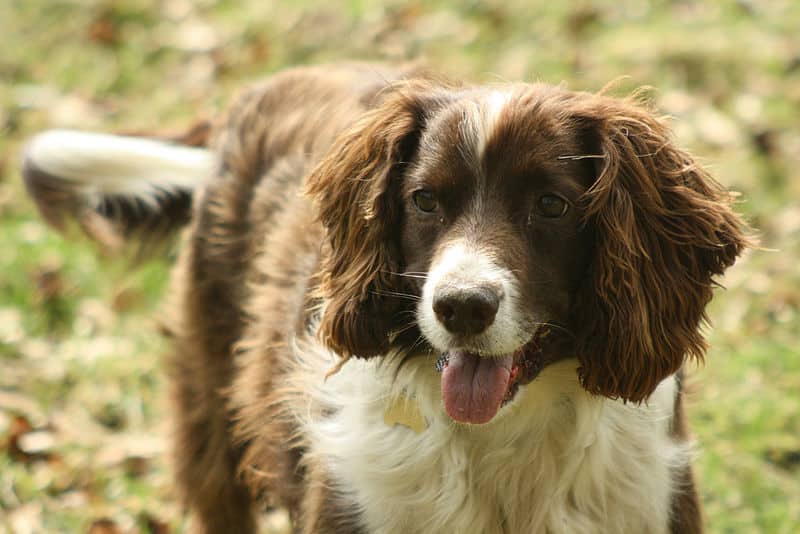 Free Rabies Clinic Sunday, Oct. 25 in New Rochelle