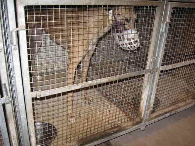 Photo-by-the-Pima-County-Animal-Care-Center-2011-81334086618.jpeg