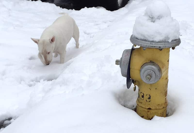 Sadie in the Snow at a fire hydrant