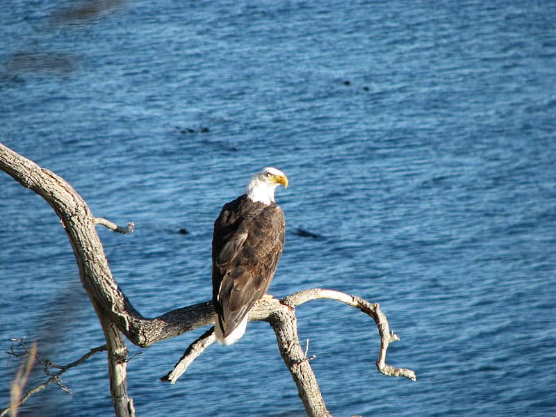800px-Bald_Eagle_Canada.jpg