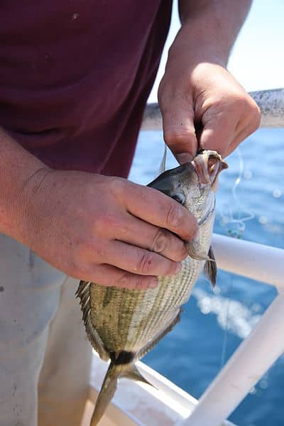 Hundreds_hooked_on_Morehead_City_fishing_trip_140531-M-BN069-025.jpg