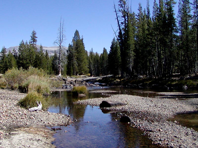 Meadow.jpg