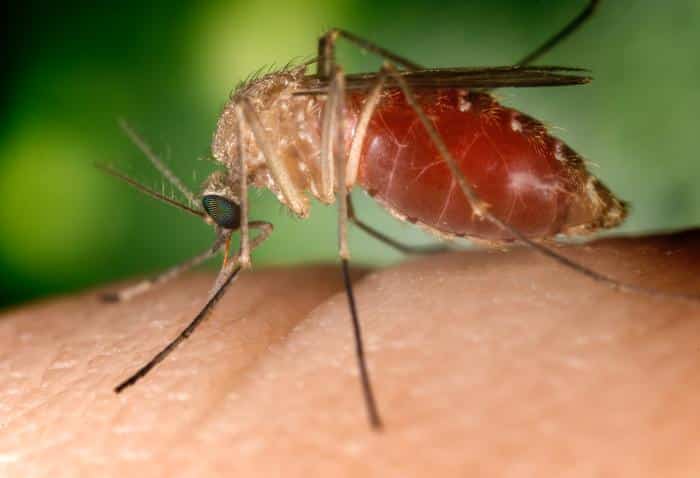 Mosquitoes with West Nile Virus Found in Westchester