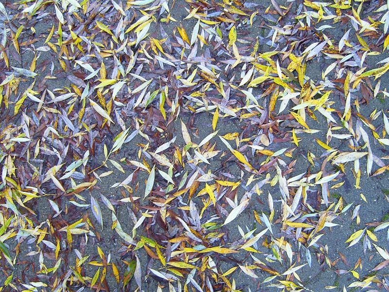 Fall Leaf Collection Begins October 10