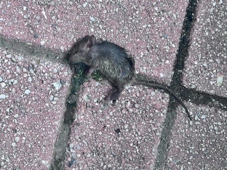 Dead rat