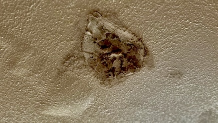 Moth?