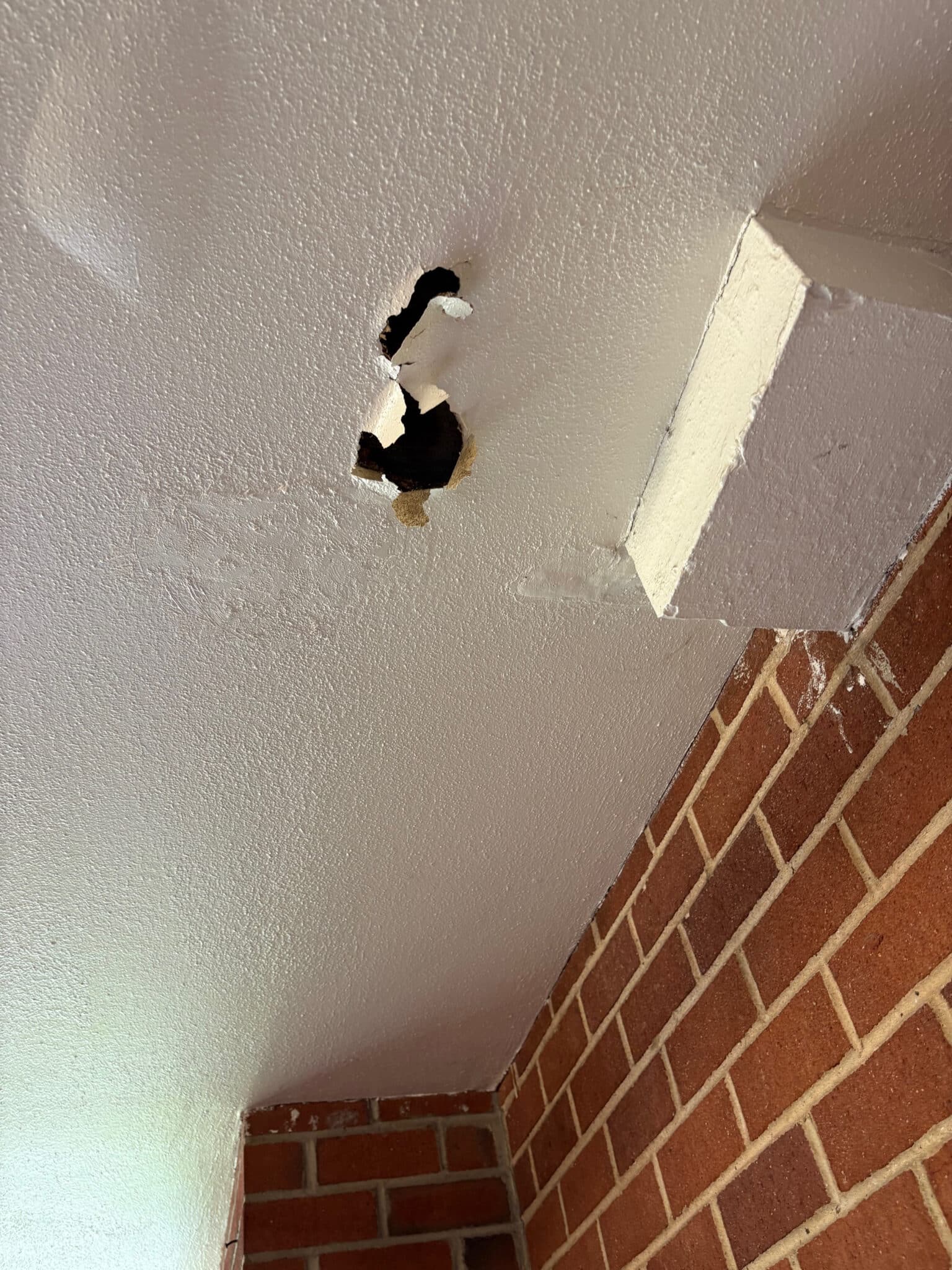 Rats making holes?