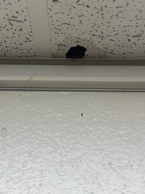 Rat hole with rat urine