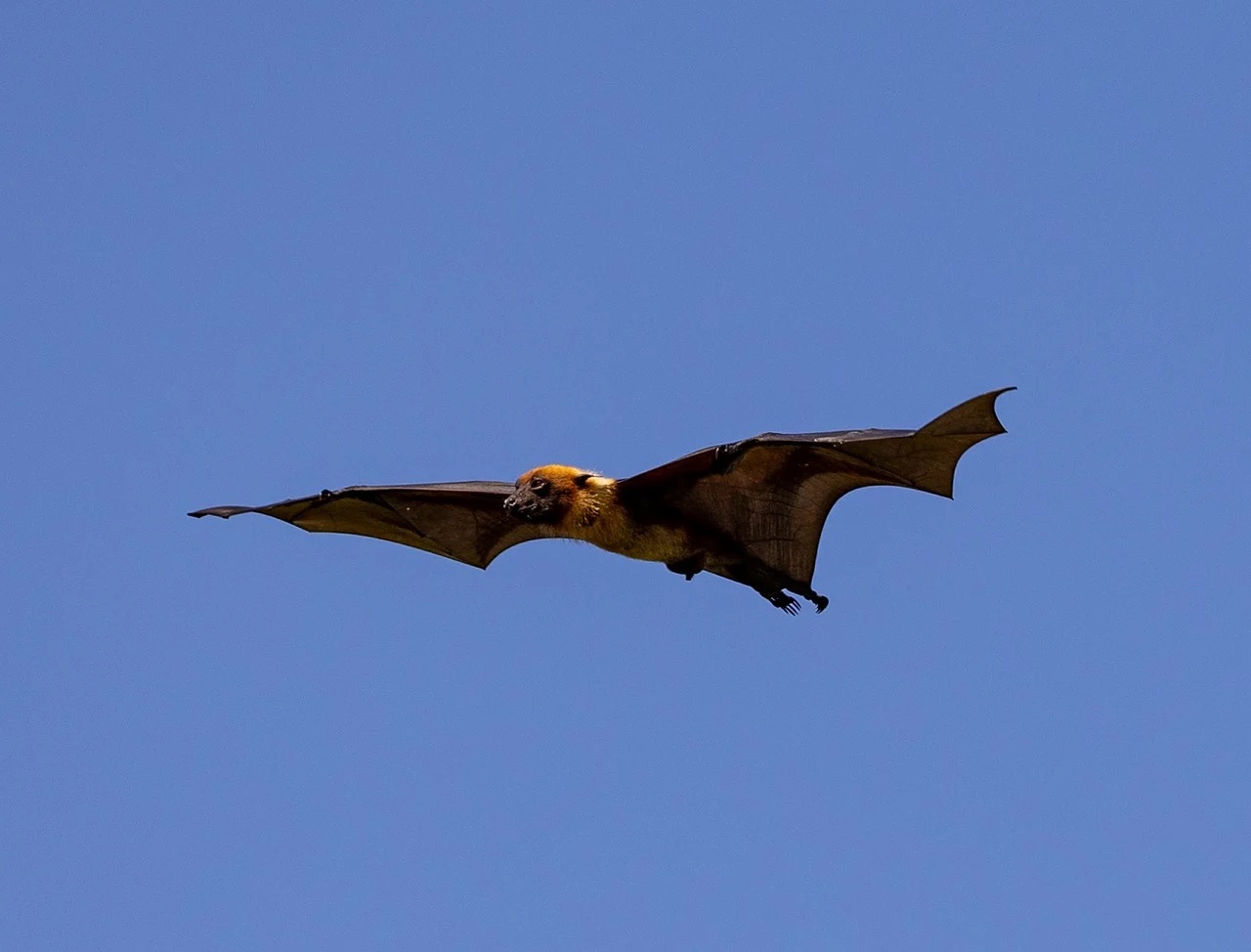 Protective Bat DEC Urges New Yorkers to Protect Bats During Bat Week - Talk of the Sound